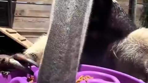 Anteater Core
