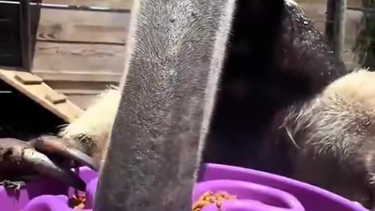 Anteater Core