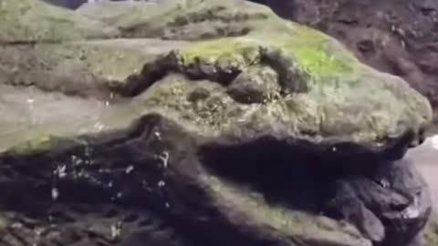 Giant Stone Snake Found in Jungle - Carved or Petrified?