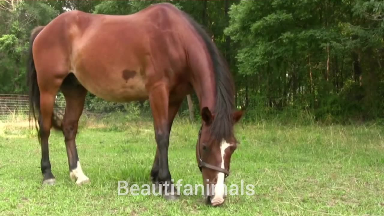 Beautiful animal nature#
