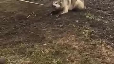 animals