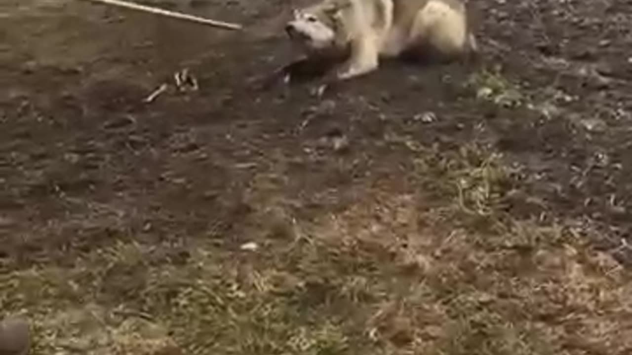 animals