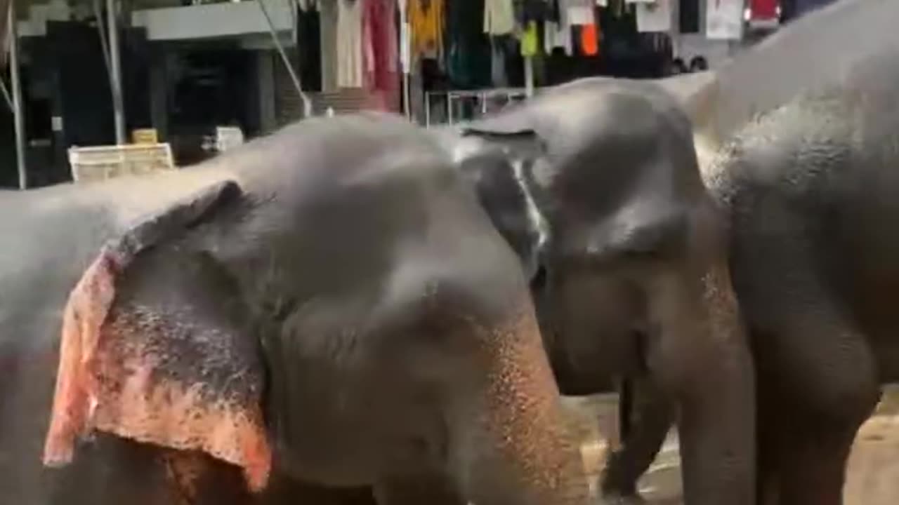 Elephants going to Bath