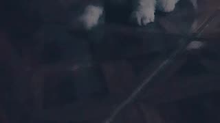 La cachorrita está enojada con la madre, porque está comiendo un huesito y no convida