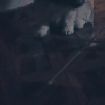 La cachorrita está enojada con la madre, porque está comiendo un huesito y no convida