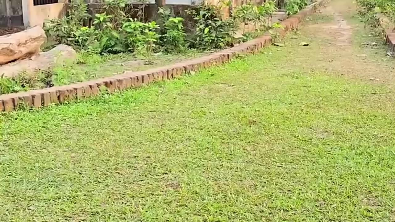 Funny Video (Follow My Channel)