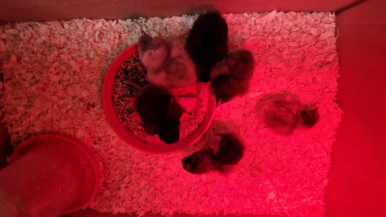 Red-light district