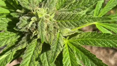 Harvest is plenty 💚💛❤️🖤Rastafari 💚💛❤️🖤