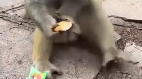 😂🤯 This Human's Audacity Will Shock You! | FunFM