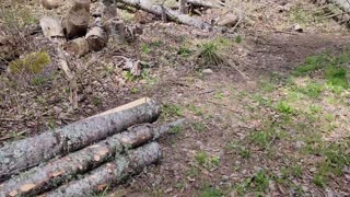 Where have we been and Harvesting Logs