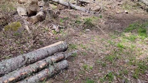 Where have we been and Harvesting Logs