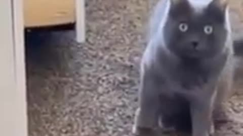 When Cats Try to Talk Back!