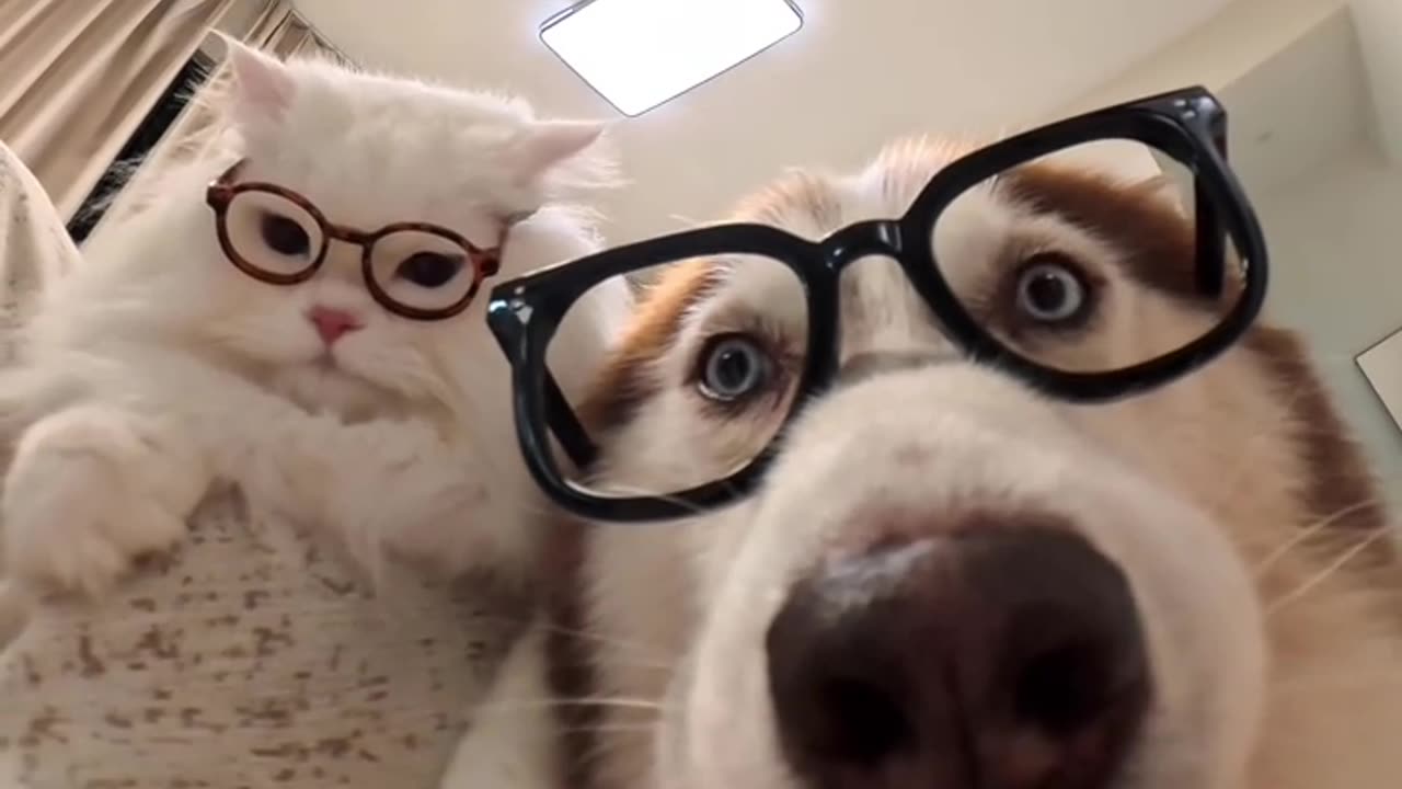 Cat secretary and dog secretary