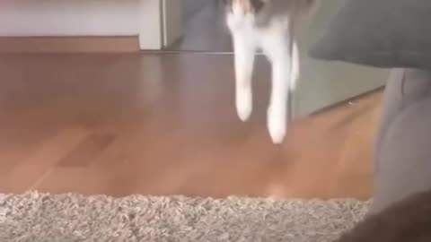 Cat 🐱 funny video