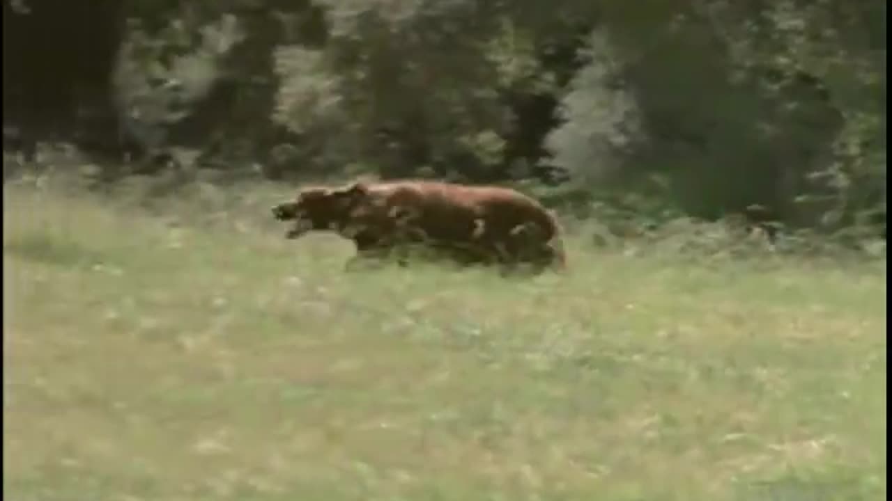 Bonanza S14E12 The Bucket Dog