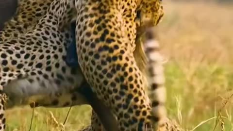 "Battle for Survival! Cheetahs vs. Wildebeest – Who Will Win?!"