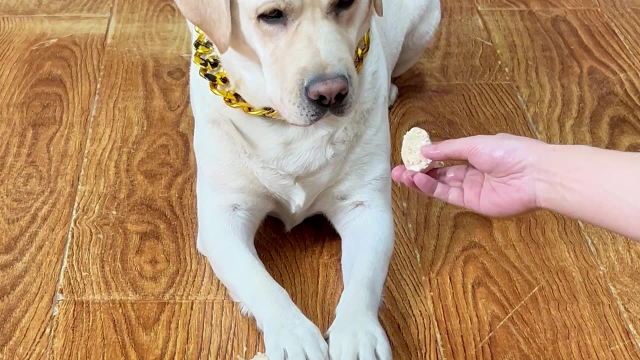 狗狗:掉地上的还给我 你也太会过了!Dog: Give me back the one that fell to the ground. You are too good at it!