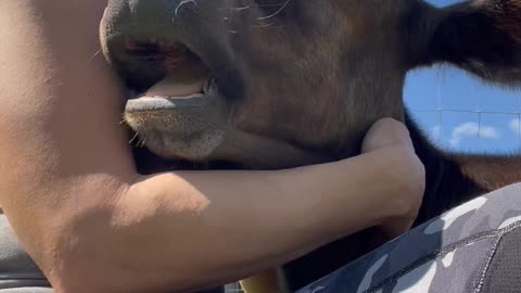 Woman Cuddles Gently Chewing Cow Steer