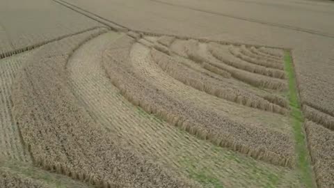 Crop Circle Chillandham Lane, Winchester, Hampshire 4 juillet 2025