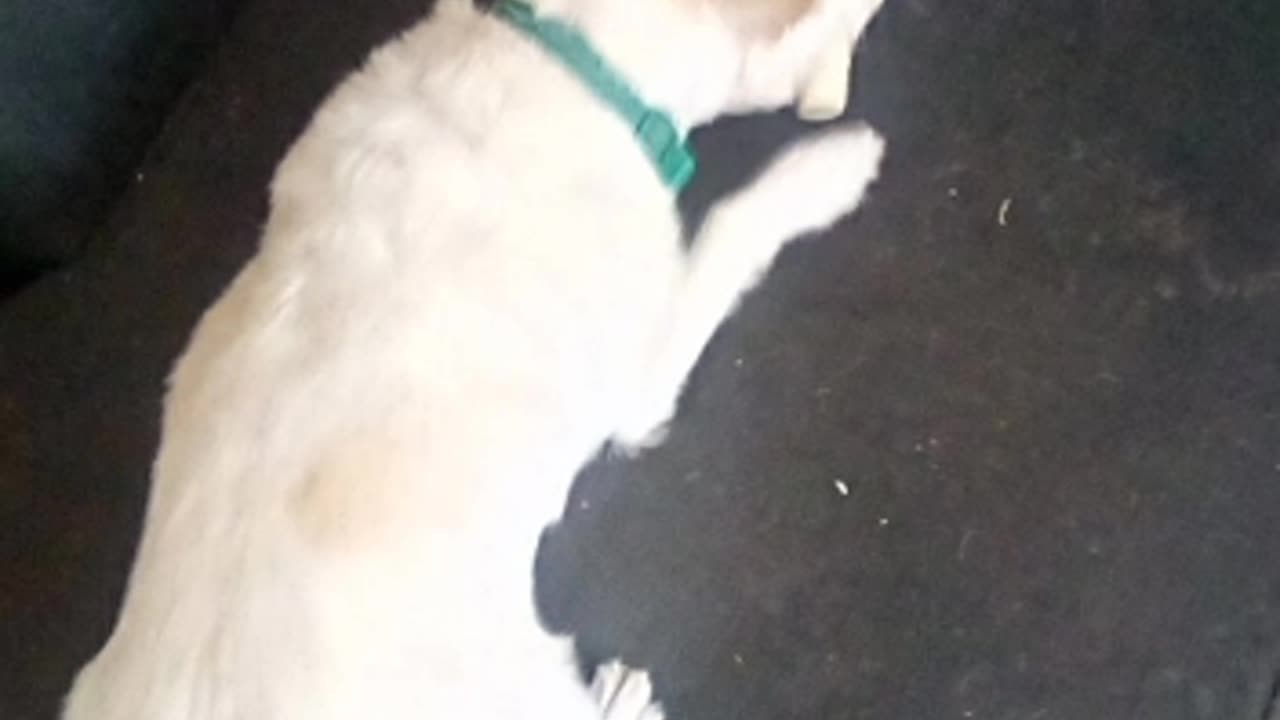 dog