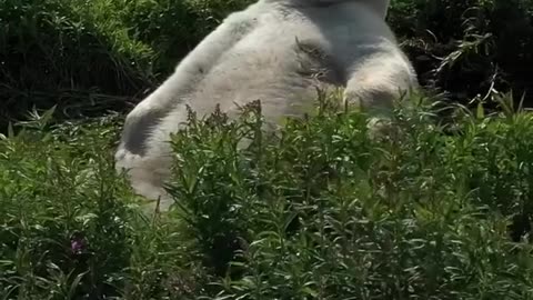 Sleepy polar bears in Canadian Arctic summer.