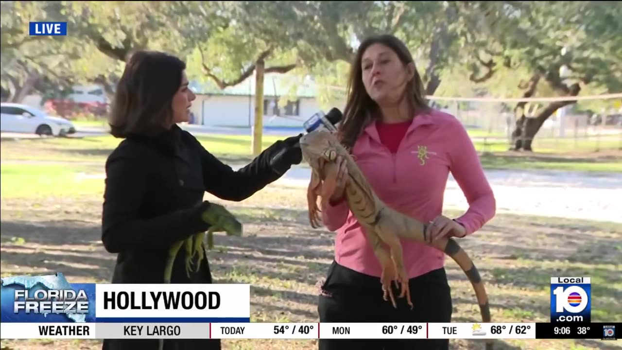 It's so cold in Florida that iguanas are falling from trees