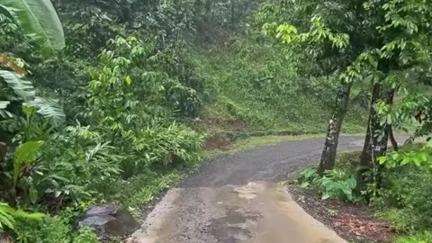 Peaceful Rain in a Charming Indonesian Village – Relaxing Ambience for Deep Sleep & Insomnia Relief