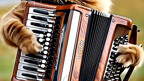#cat #ia #sanfona #acordeon #forroromantico #modao #sertao