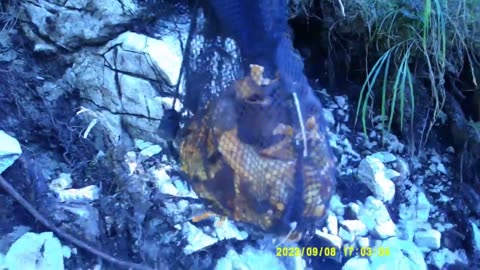 Giro In Solitaria Al Cimitero Degli Animali (Raccolta Funghi) [8 Settembre 2023]