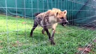 Nice Hyena