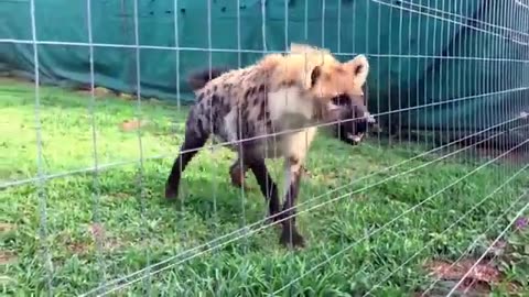 Nice Hyena