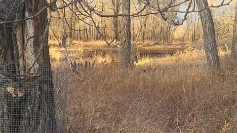 Watching 👀 this 6 point white tail deer