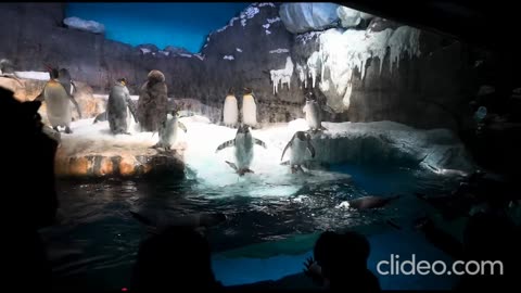 Osaka Aquarium Kaiyukan Japan Tour