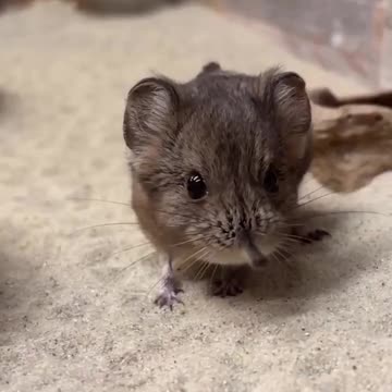 Tiny elephant shrew