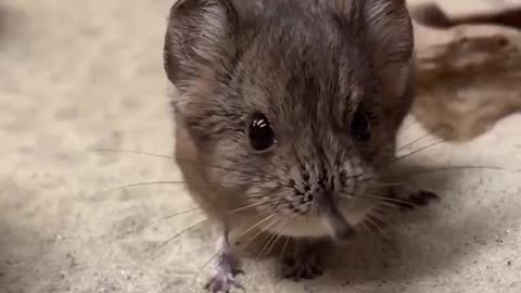 Tiny elephant shrew