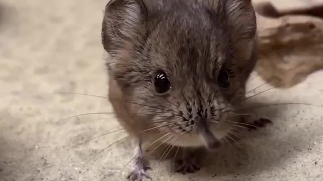 Tiny elephant shrew