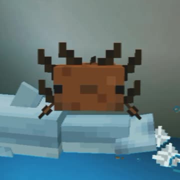 You can feed dolphin for loot in Minecraft