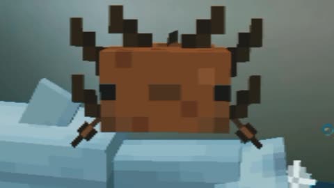 You can feed dolphin for loot in Minecraft