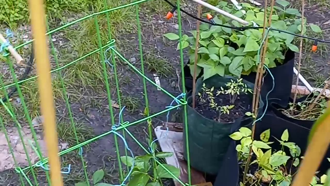 Home made trellis