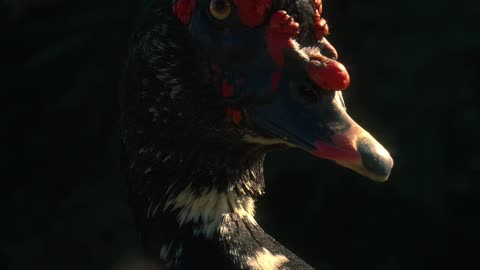Animal