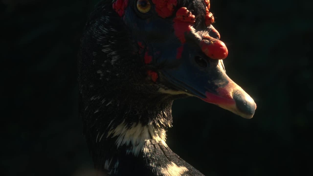 Animal