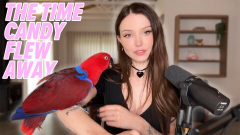 Meet My Parrot Candy