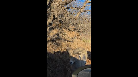 Big Horned Sheep across Us