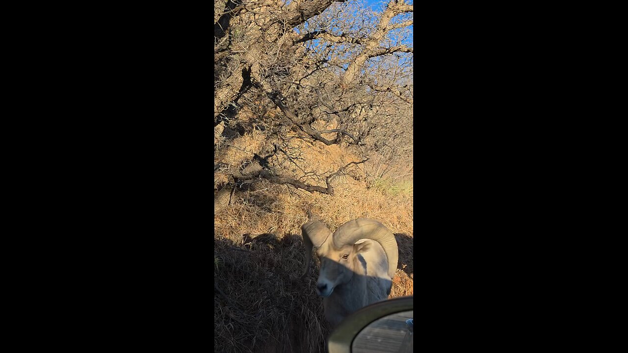 Big Horned Sheep across Us