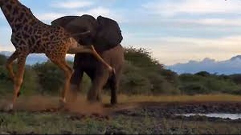 giraffe🦒and elephant🐘 fight for water💦