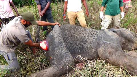 IMAGINE the RELIEF of having the stools removed: Elephant suffering with Bad Stomach gets treated