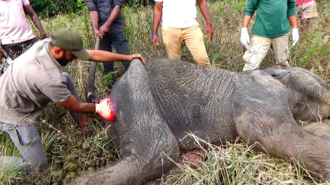IMAGINE the RELIEF of having the stools removed: Elephant suffering with Bad Stomach gets treated