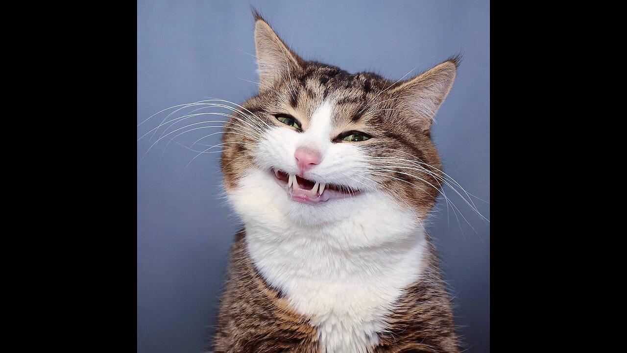 Funny video about cats, funny cats - watch to the end 😅