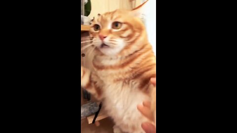 So cute cat