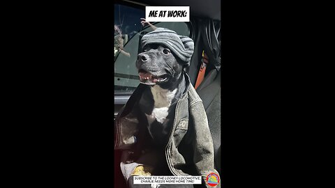 Me at Work VS. When I Get Home #rescuedog #adoptdontshop #pittienation